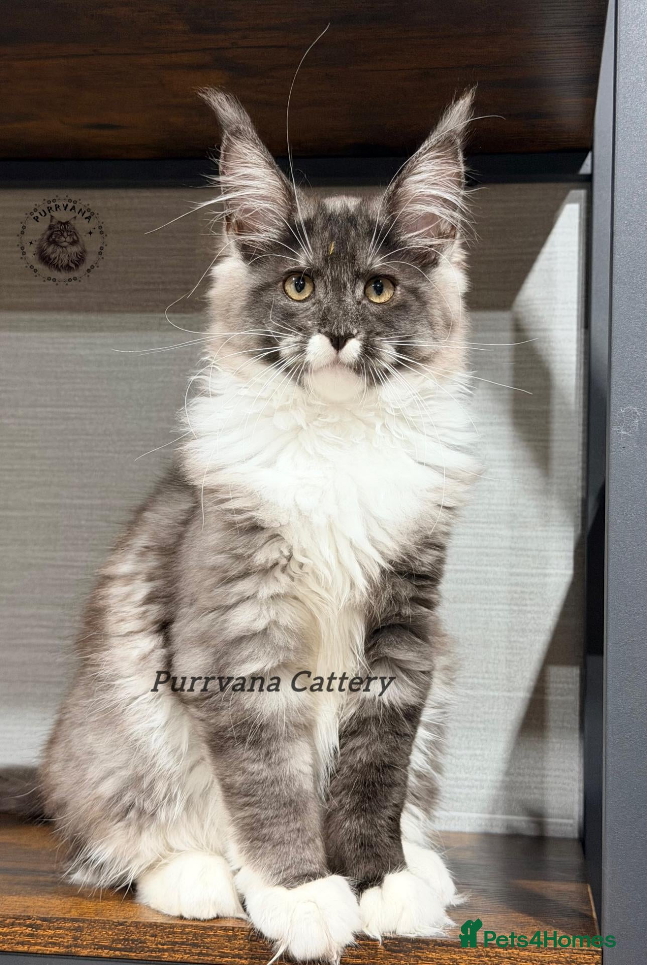 Maine Coon cats TICA registered Maine coon kittens READY NOW - Advert 2
