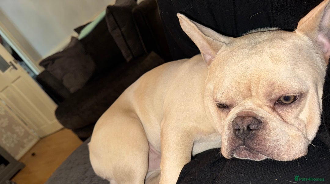French Bulldog dogs for sale: Beige/White French Bulldog Mix - Image 4