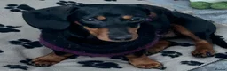 Miniature Dachshund dogs for sale: Miniature Dachshund Female Age 3 years - Advert 4