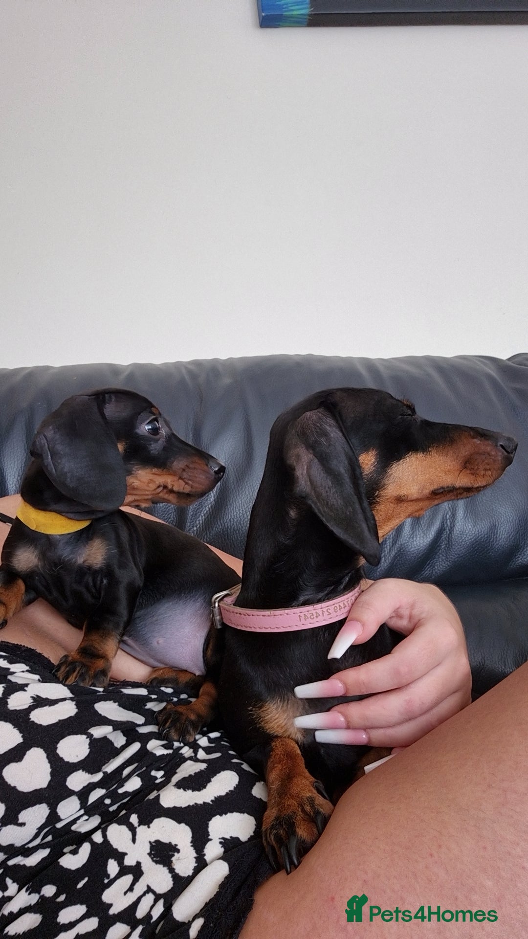 Miniature Dachshund dogs for sale: Miniature Dashund  - Image 5