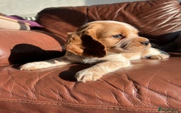 Cocker Spaniel dogs for sale: 🐾 Cocker Puppies 🐾 - Image 7