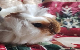 Guinea Pig rodents for sale: Very cute pair of boy guinea pigs ready now  - Advert 6