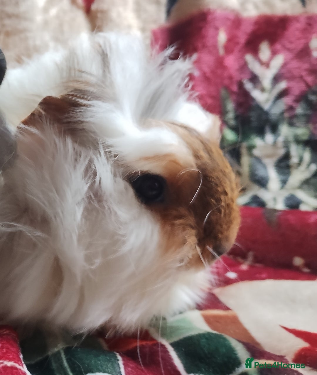 Guinea Pig rodents for sale: Very cute pair of boy guinea pigs ready now  - Advert 6