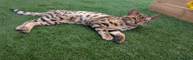 Bengal Kitten 2
