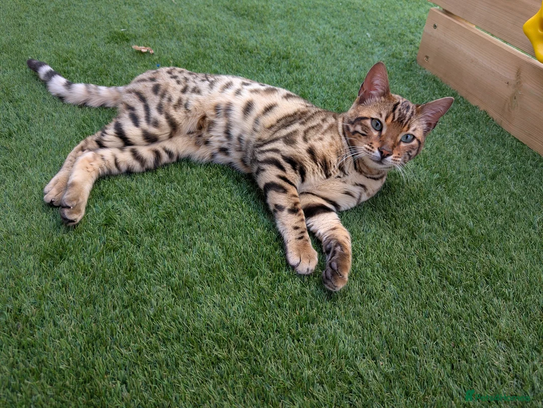 Bengal cats for sale: 2 Bengal kittens  - Advert 7