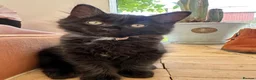 Ragdoll cats for sale: Exceptional 3/4 Ragdoll Girls Ready now! - Advert 28