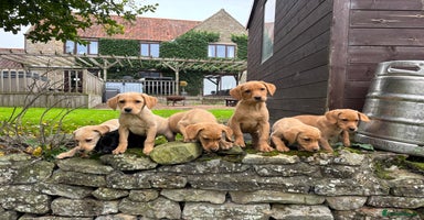 Labrador Retriever dogs - Advert 1