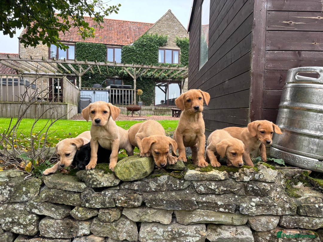 Labrador Retriever dogs for sale: Stunning Labrador Puppies  - Image 2