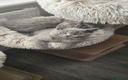 British Shorthair cats for sale: 🏆 BLOODLINE BSH & LONGHAIR KITTENS READY TO LEAVE - Image 1