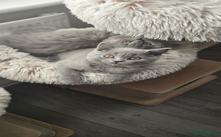 British Shorthair cats - Advert 7