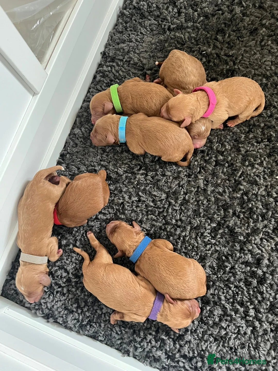 Toy Poodle dogs for stud: Kc health tested fox red Toy poodle for stud  - Advert 2