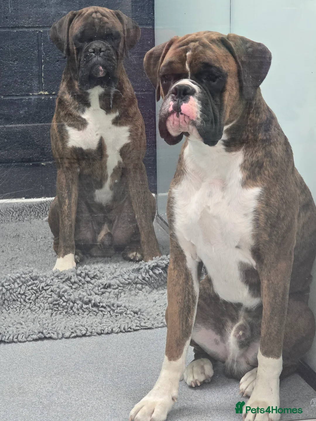 Boxer dogs for stud: Stunning Proven, Health tested and Heartscored 0 in Boston - Advert 9