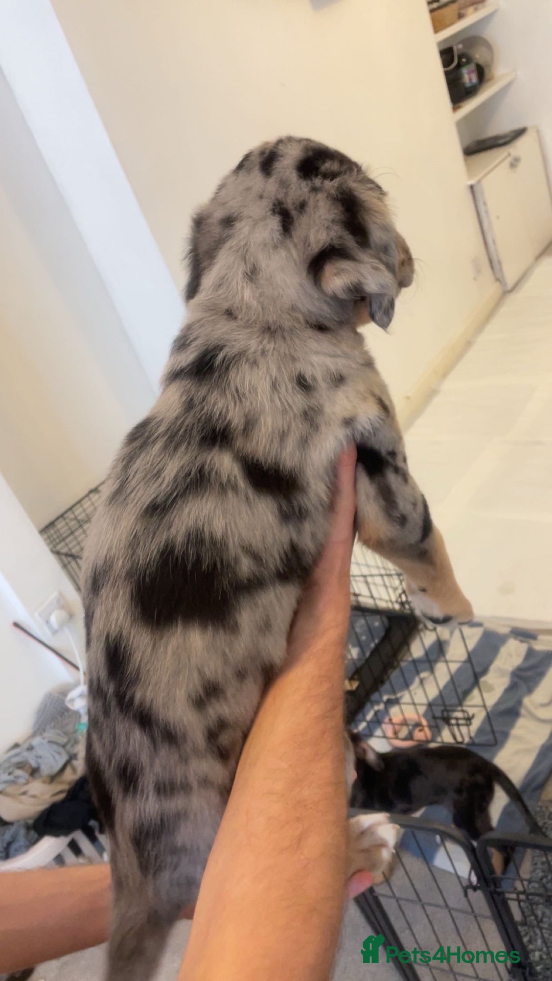 Mixed Breed dogs for sale: Mixed breed puppies READY TO GO! - Image 2