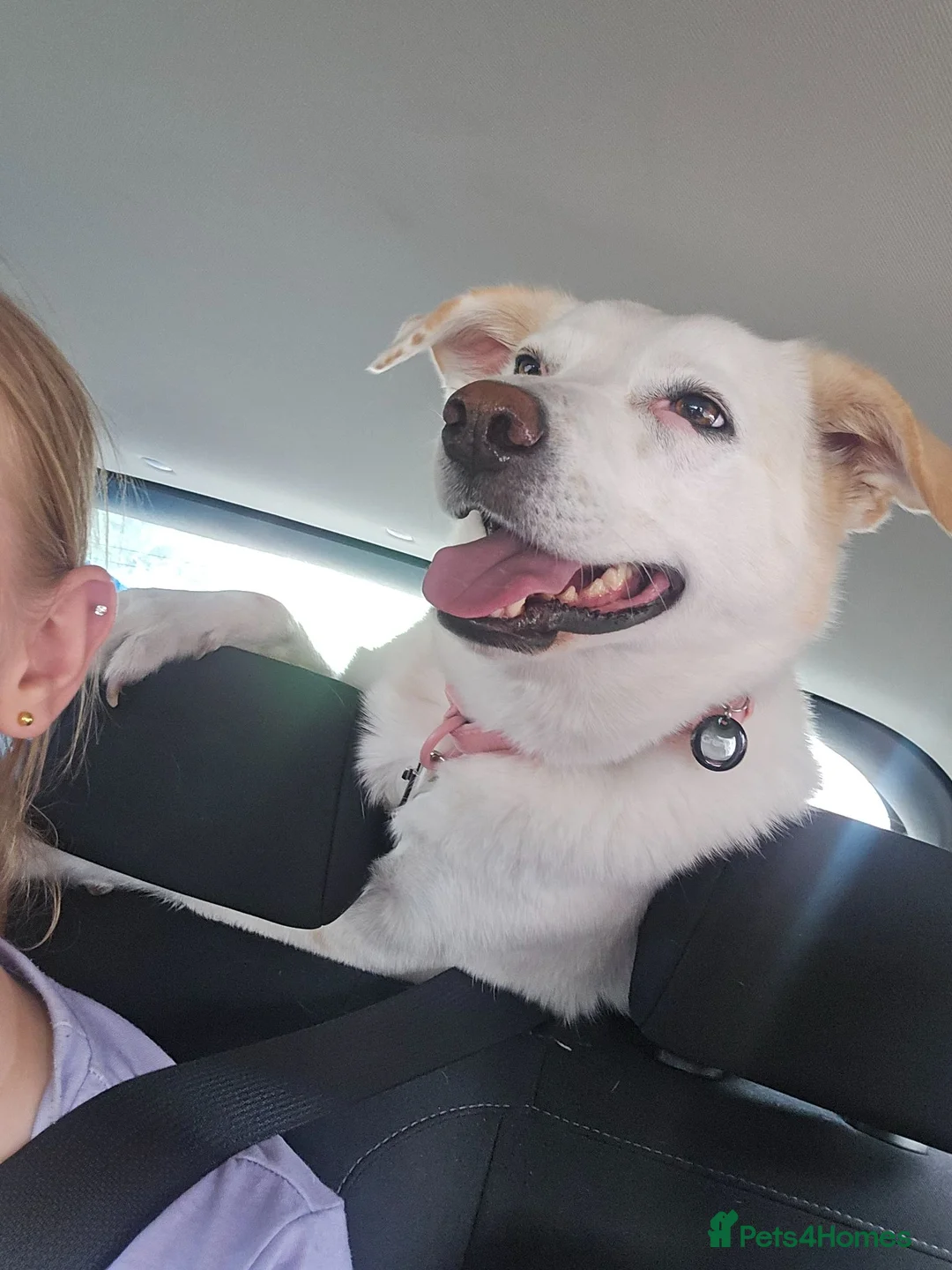Borador dogs for sale: Murphy  in Southampton - Advert 4