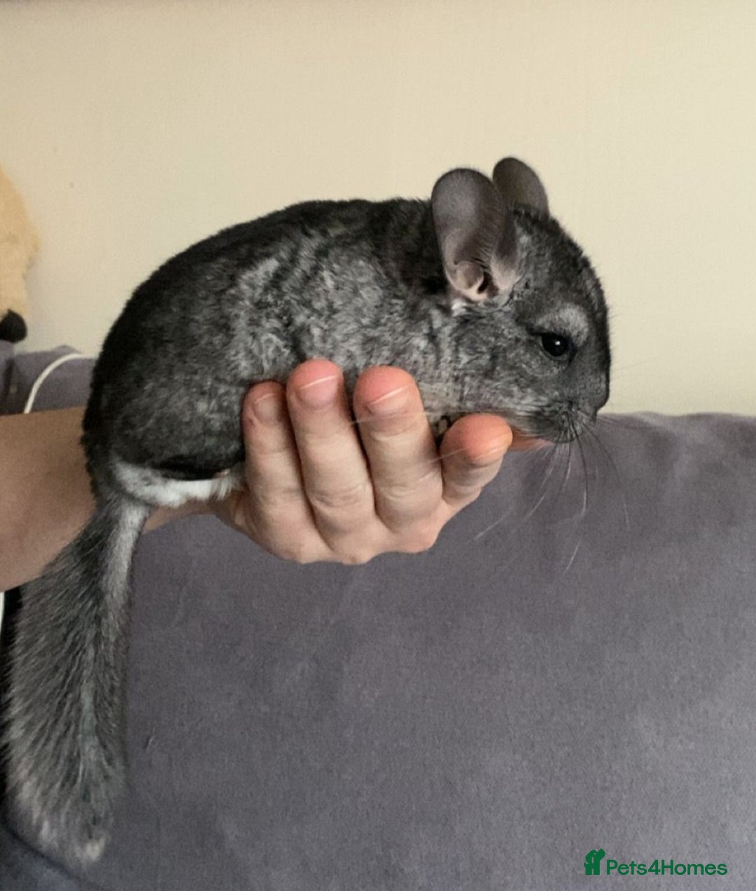 Chinchilla rodents for sale: Male chinchilla  - Image 4