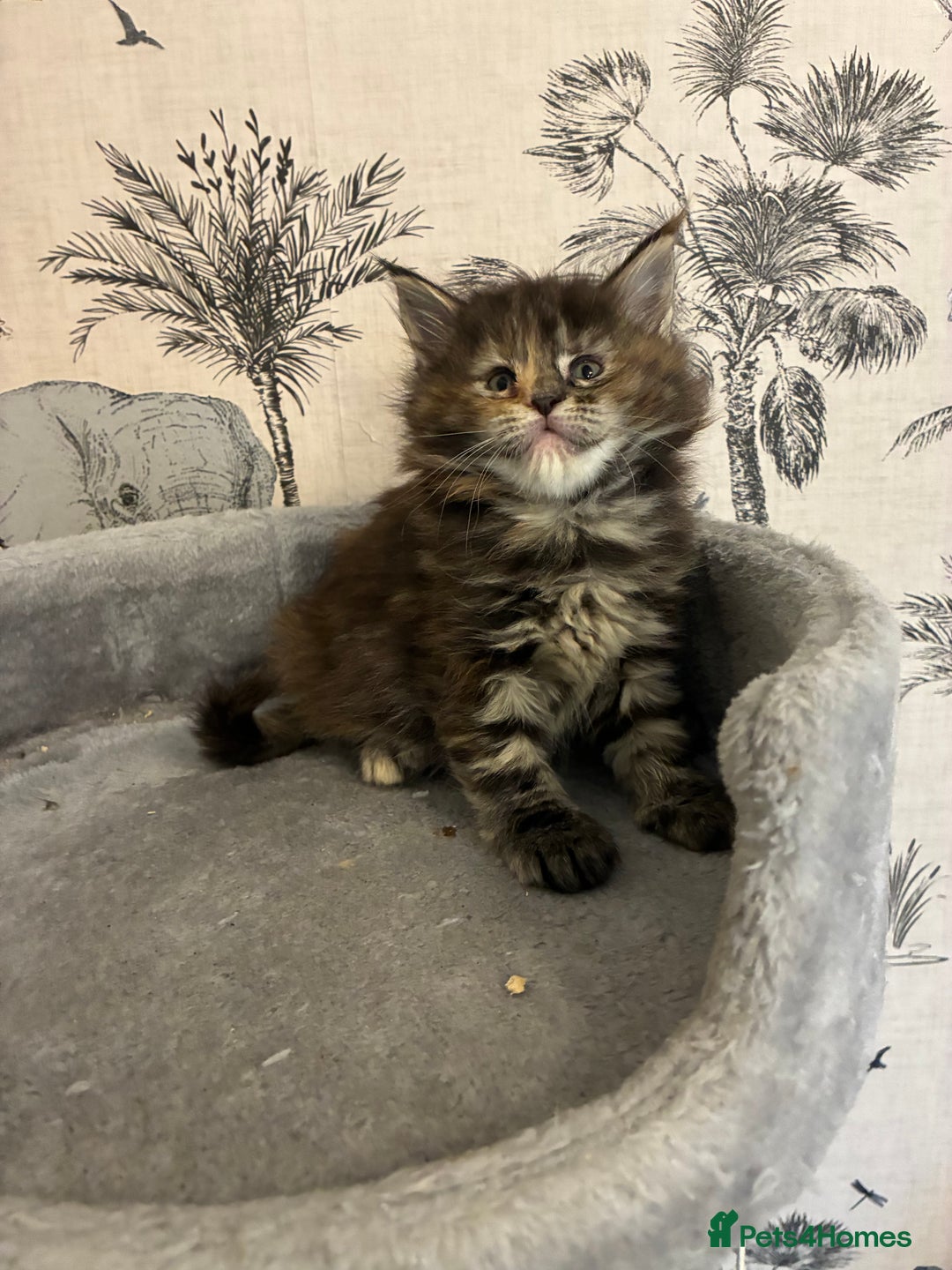 Maine Coon cats for sale: Maine Coon Kittens - Advert 10
