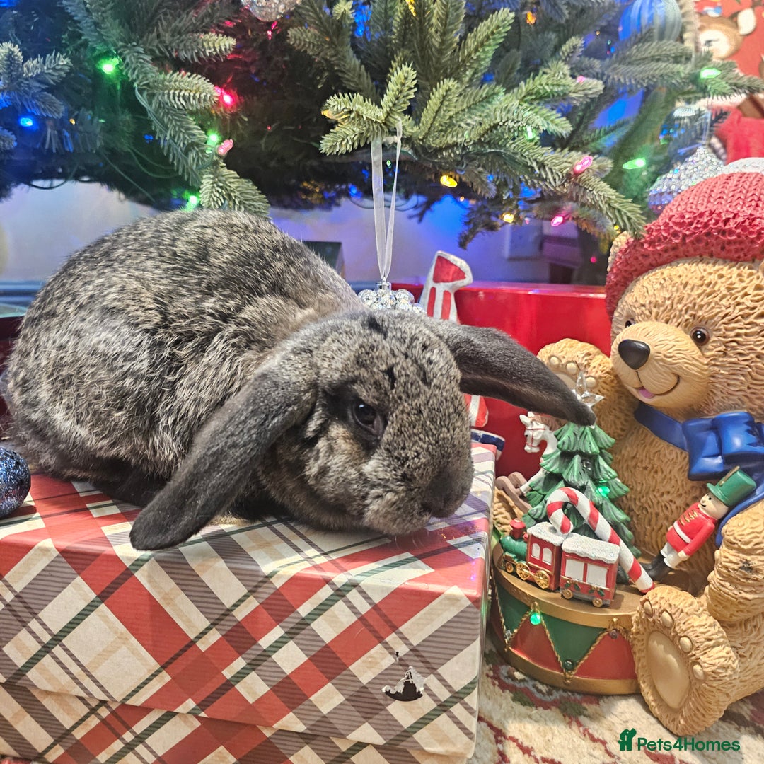 French Lop rabbits for sale: French lops and lion heads  - Advert 14