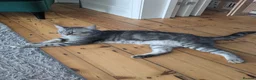 Mixed Breed cats for adoption: Handsome Rescue Leo - Advert 6