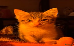 Mixed Breed cats for sale: Two beautiful ladies 💜 - Image 13