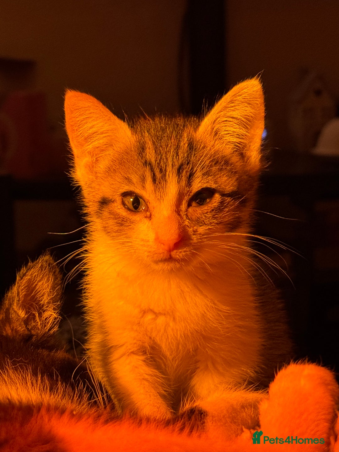 Mixed Breed cats for sale: Two beautiful ladies 💜 - Image 13