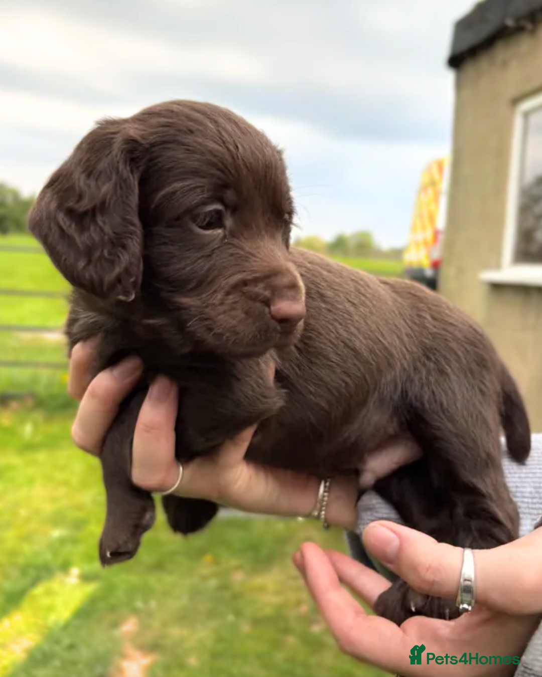 Cocker Spaniel dogs for sale: Beautiful KC Working Cockers looking for homes - Advert 4