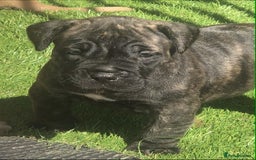 Mastiff dogs for sale: Boerboel x pressa - Image 3