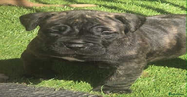 Mastiff dogs - Advert 12