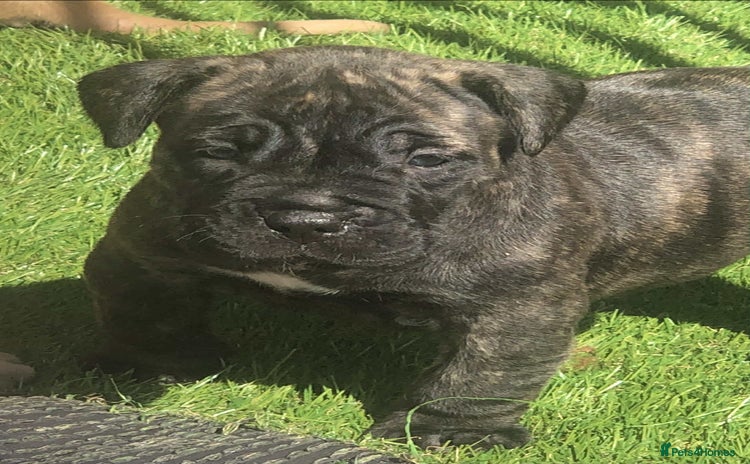 Mastiff dogs - Advert 1