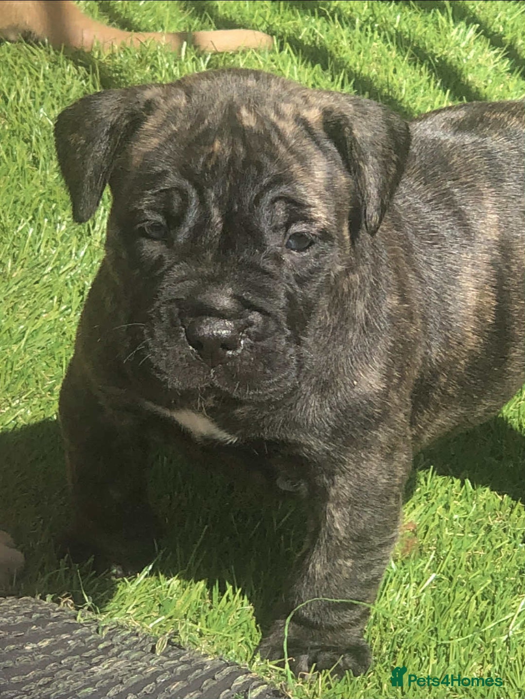 Mastiff dogs for sale: Boerboel x pressa - Image 3