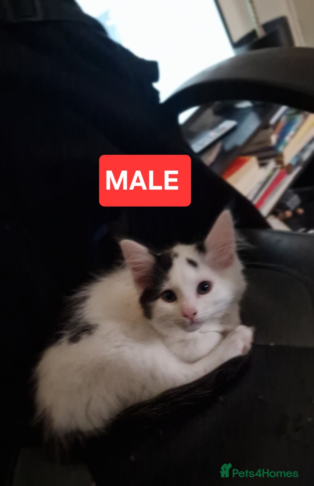 Mixed Breed cats for sale: Lovely Kittens  - Advert 4