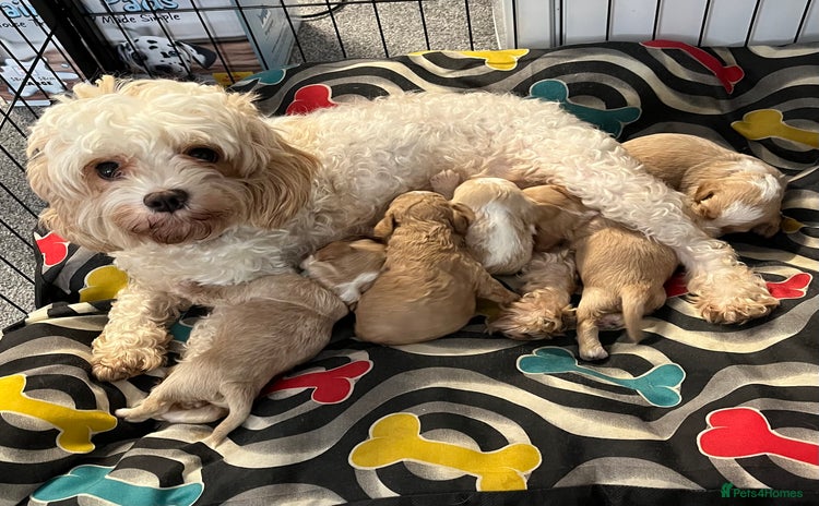 Cavapoo dogs - Advert 6