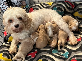 Cavapoo dogs - Advert 1