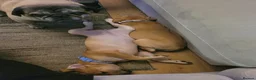 Presa Canario dogs for sale: 2 beautiful Presa Canario girls - Advert 5