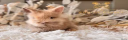 Lionhead rabbits for sale: Beautiful Fully Vaccinated Lionheads! - Advert 24