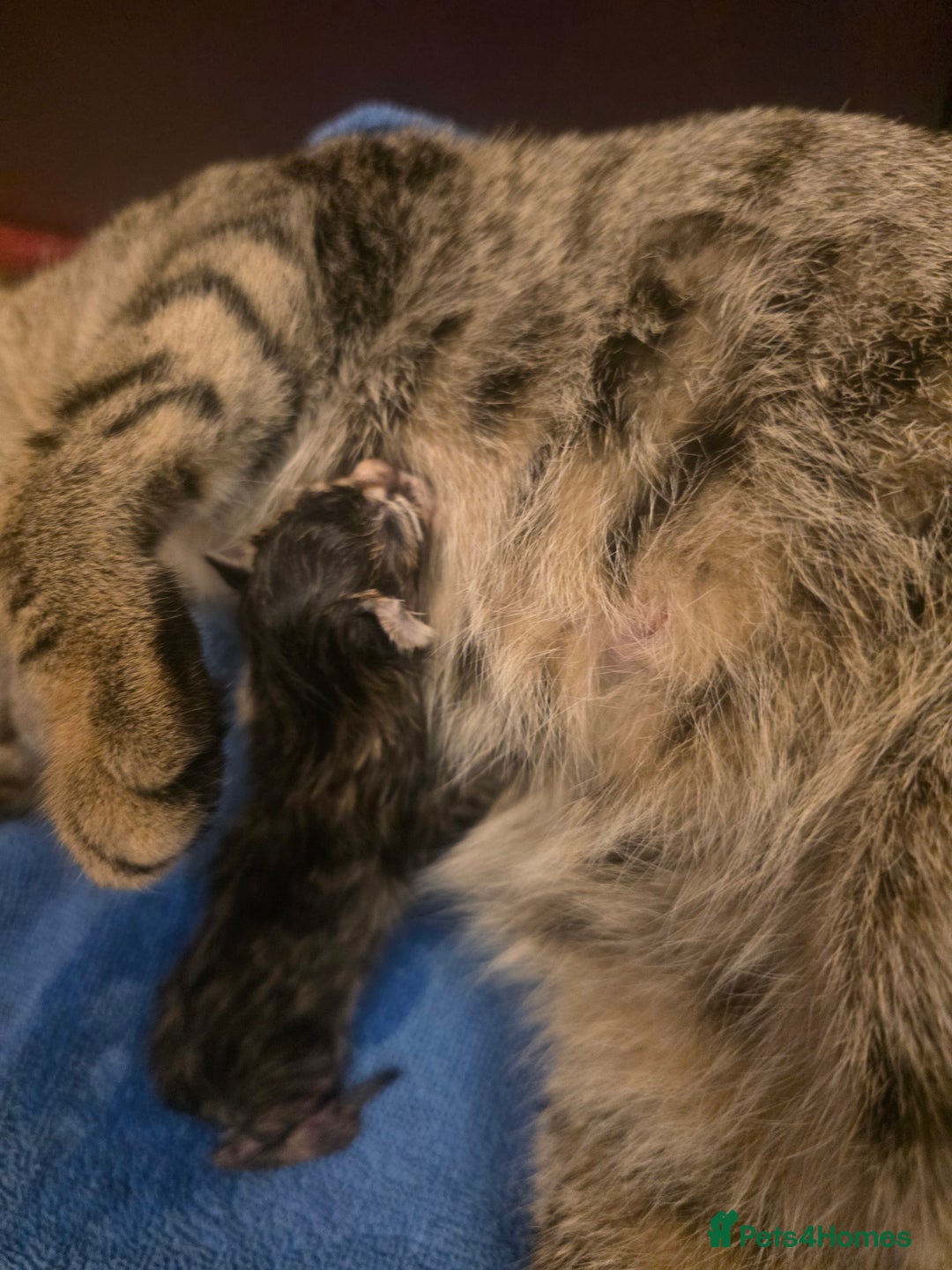 Mixed Breed cats for sale: Half Maine coon kittens - Advert 5