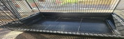Budgerigars birds for sale: Budgie & Cage Set - Advert 11