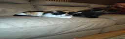 Mixed Breed cats for sale: 2 female kittens for sale  - Advert 6