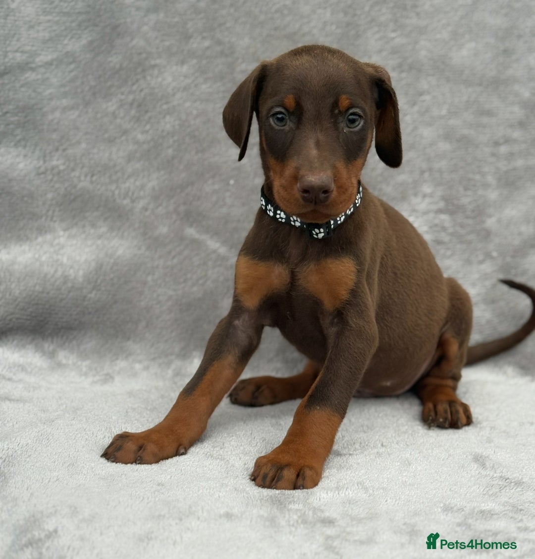 Dobermann dogs for sale: Kc Reg.European Blood lines Doberman Puppies - Image 9