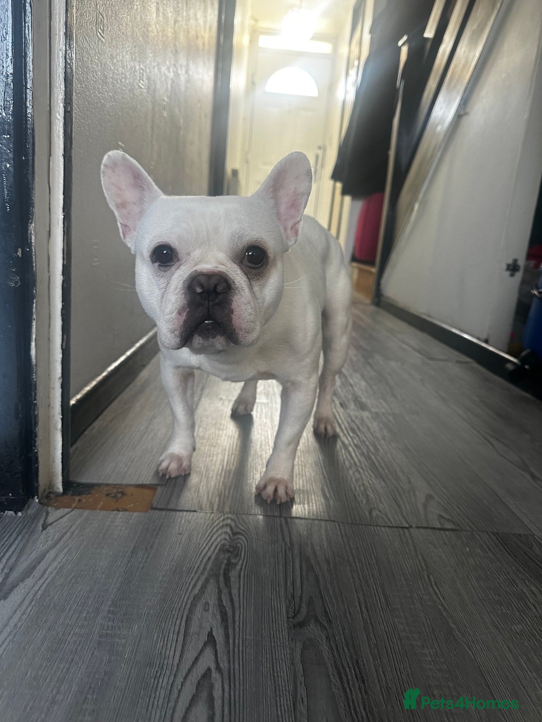 French Bulldog dogs for sale: Best offer - Advert 6