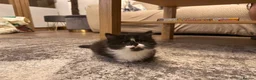 Mixed Breed cats for sale: 3 gorgeous kittens available to leave now! - Advert 24
