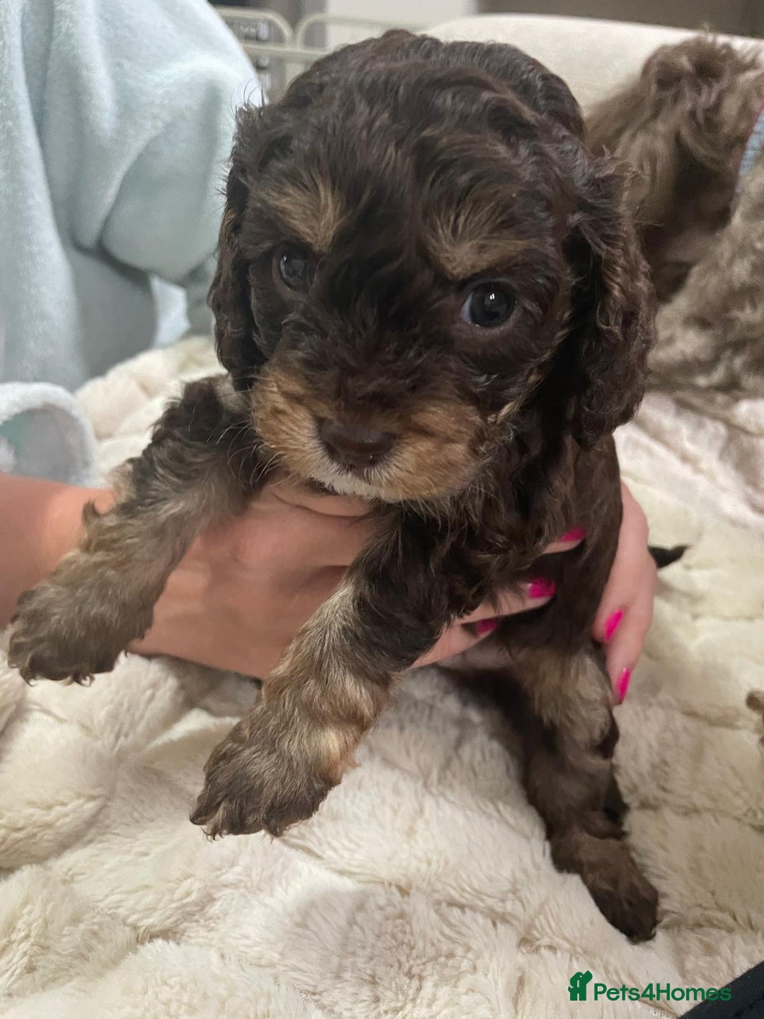 Mixed Breed dogs for sale: Beautiful cocker/cavapoo puppies  - Image 4