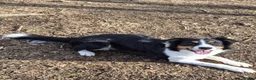 Border Collie dogs for adoption: CHARLIE - COLLIE - FOR ADOPTION IN CORNWALL/DEVON - Advert 5