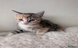 European cats for sale: Family kittens  - Image 3