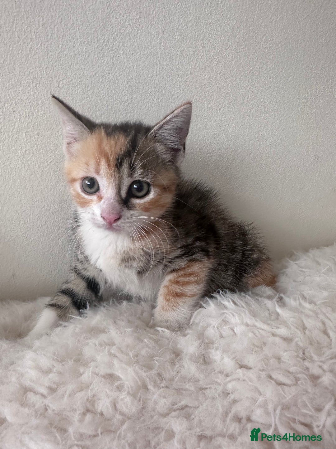 European cats for sale: Family kittens  - Image 3