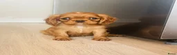 Cavalier King Charles Spaniel dogs for sale: Red full breed cavalier boys  - Advert 7