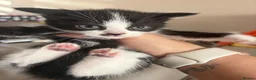 Mixed Breed cats for sale: Kittens  - Advert 3