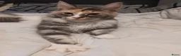 Maine Coon cats for sale: Mainecoon female intact - Advert 3