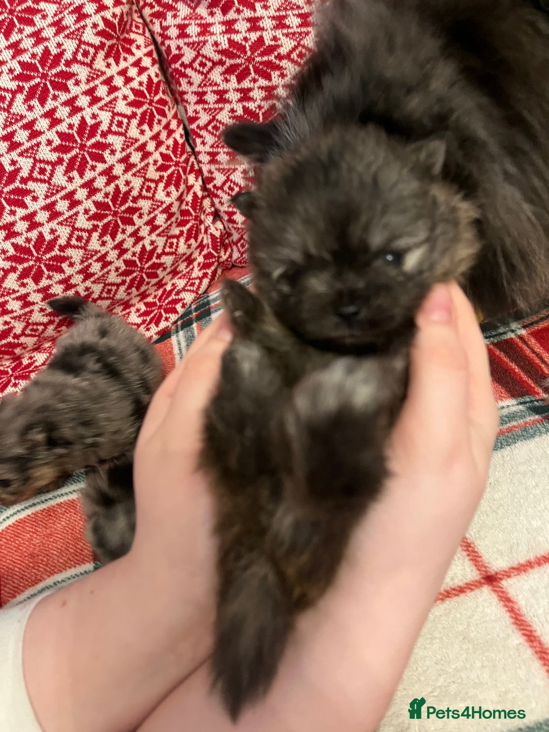 Pomeranian dogs for sale: Stunning Pomeranian puppys - Advert 32