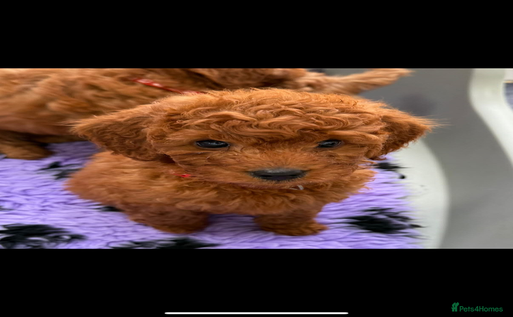 Cavapoo dogs - Advert 1