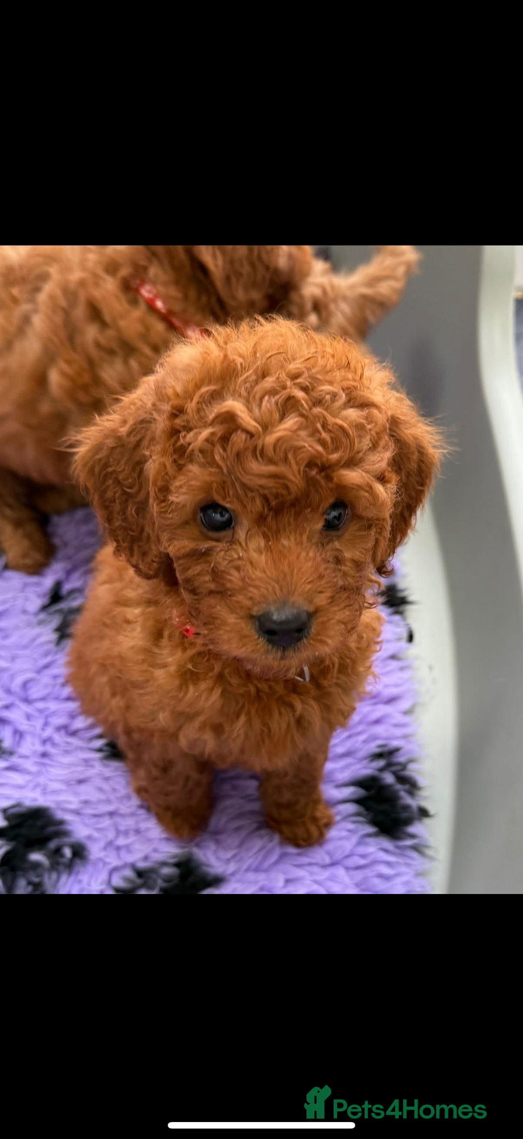 Cavapoo dogs for sale: Beautiful Cavapoo from DNA health tested parents  - Image 1